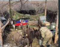 «Ослы на фронте — это нормально», — в госдуме оправдали гужжевой транспорт на передовой