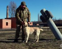 Верные, умные, незаменимые: в Украине отмечают День кинолога