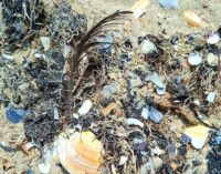 В Одесской области снова мазут на пляже: море выбросило яд и мертвую рыбу