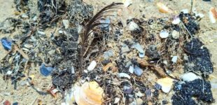 В Одесской области снова мазут на пляже: море выбросило яд и мертвую рыбу