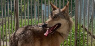 В Киеве спасли дикого волка, который два года жил в квартире