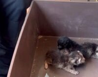Киевские копы и зоопатруль спасли 9 котов из квартиры умершей женщины