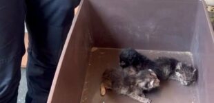 Киевские копы и зоопатруль спасли 9 котов из квартиры умершей женщины