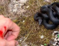 В Хорватии пьяный мужчина «убил» гадюку алкоголем