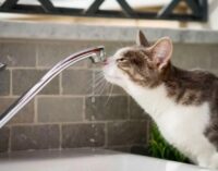 Чернигов остался без воды после атаки российских дронов