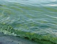 Россия губит Черное море: биосфера на грани исчезновения, — Плетенчук