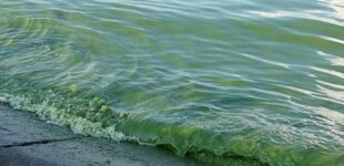 Россия губит Черное море: биосфера на грани исчезновения, — Плетенчук