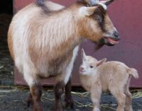 С 2026 года в Украине будут действовать новые требования к содержанию животных