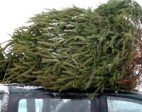 Праздничная елка может стоить свободы: Минюст напомнил о наказании