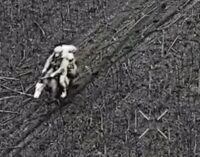 Оккупанты штурмуют позиции ВСУ верхом на лошадях. ВИДЕО