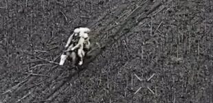 Оккупанты штурмуют позиции ВСУ верхом на лошадях. ВИДЕО