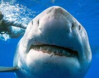 Больше атак на людей и больше жертв: ученые назвали причину «озверения» акул