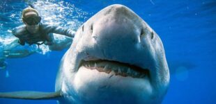 Больше атак на людей и больше жертв: ученые назвали причину «озверения» акул