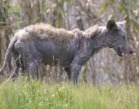 «Чупакабра вернулась»: в шаге от людей жуткое существо разгуливает по дворам под Ивано-Франковском. ВИДЕО
