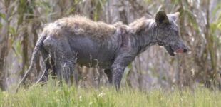 «Чупакабра вернулась»: в шаге от людей жуткое существо разгуливает по дворам под Ивано-Франковском. ВИДЕО