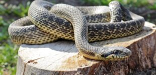 Гадючий этикет: как действовать при встрече со змеей на отдыхе