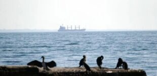 Египет игнорирует просьбы Украины и разгружает ворованную пшеницу