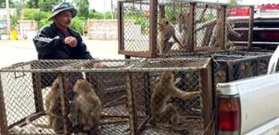 В Таиланде обезьяны сбежали из приюта и напали на полицию