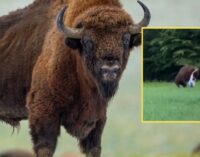 Поплатился за навязчивость: зубр проучил неосторожного посетителя заповедника. ВИДЕО