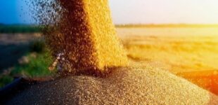 Украинские дроны остановили экспорт зерна из Ростовской области РФ